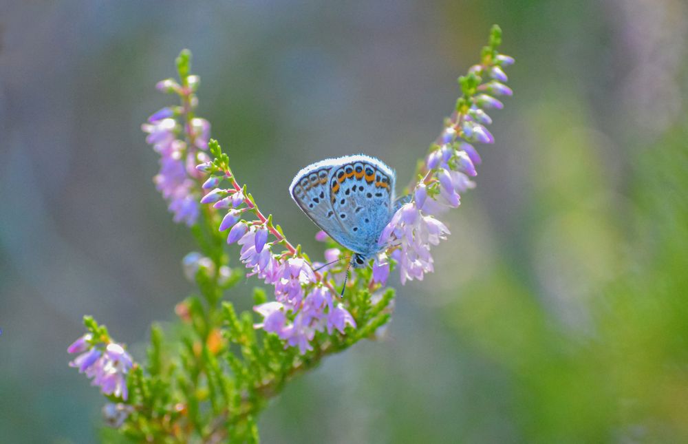 Photograph by Светлана Муравьева