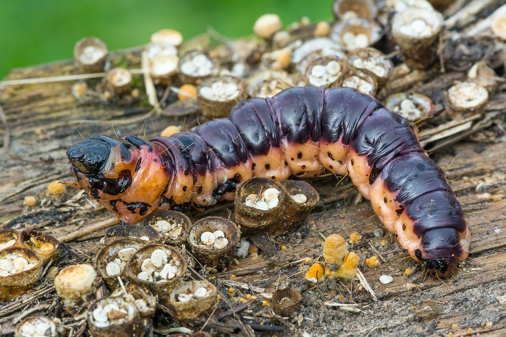 Фотография автора Михаил Шмелёв