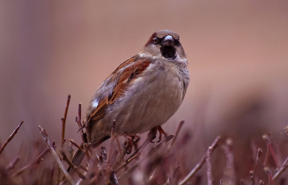 Photograph by Olga Mendosa