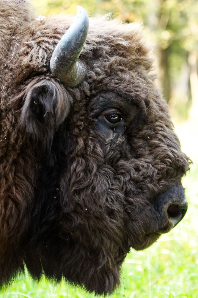 Фотография автора Elena Ku