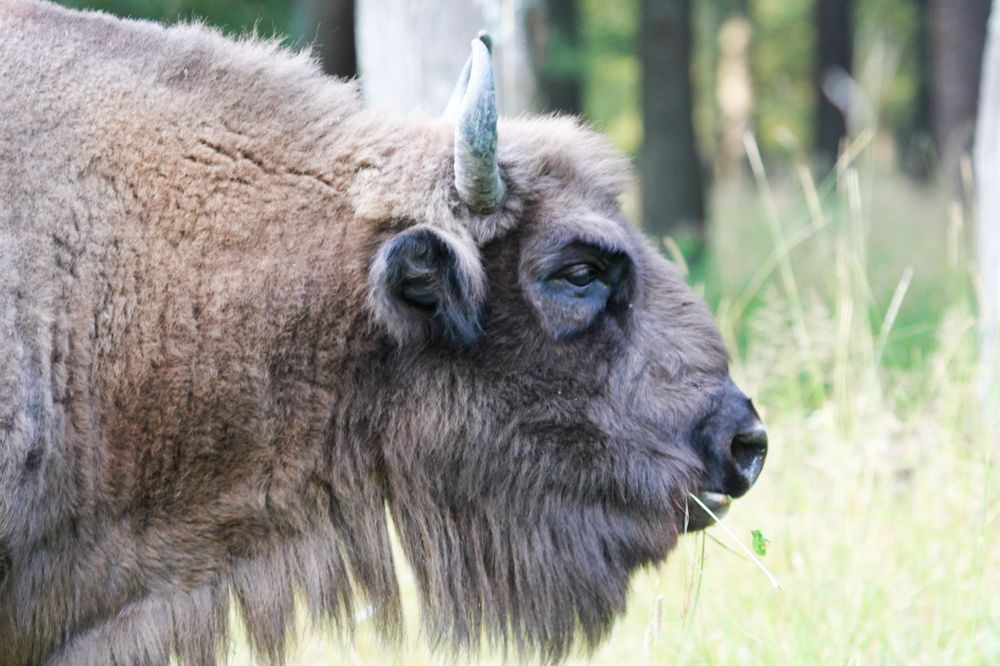 Фотография автора Elena Ku