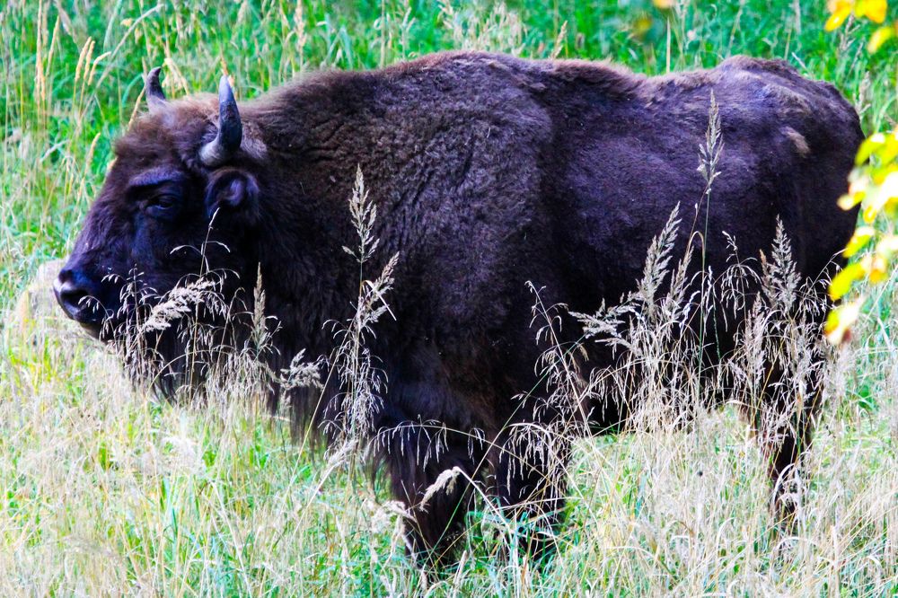 Фотография автора Elena Ku