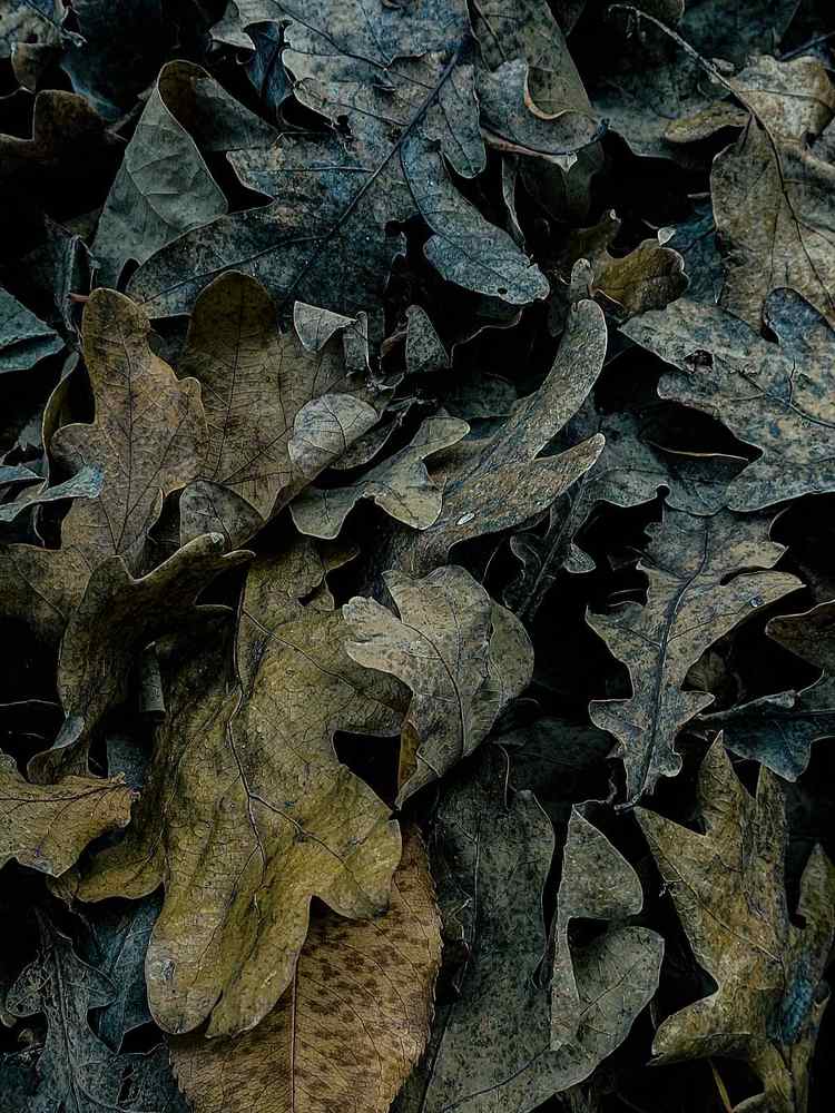 Photograph by Ivan Goshtanar