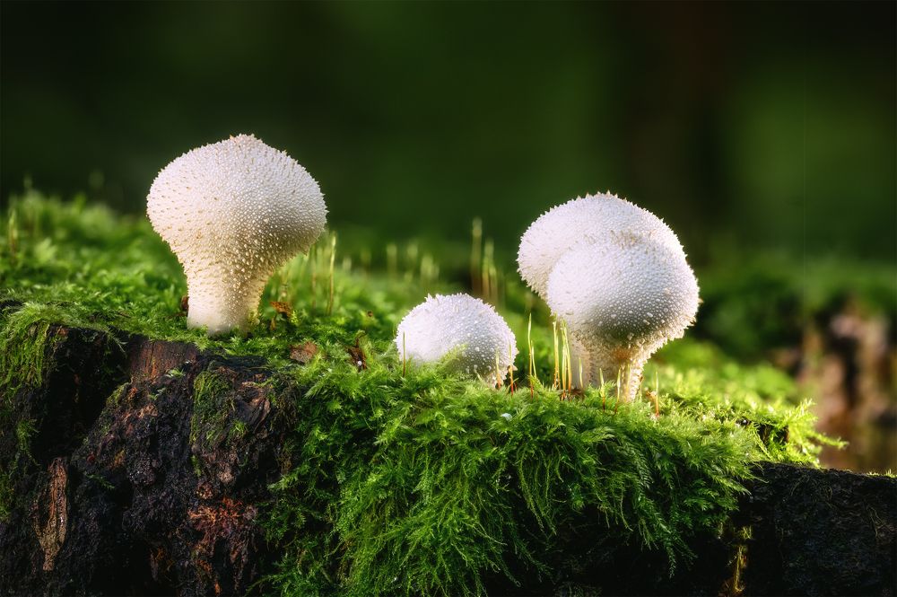 Photograph by Нуждин Андрей