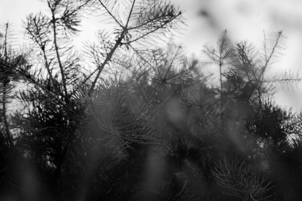 Lone pine
