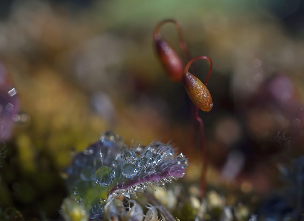 Photograph by Svetlana Rizzo