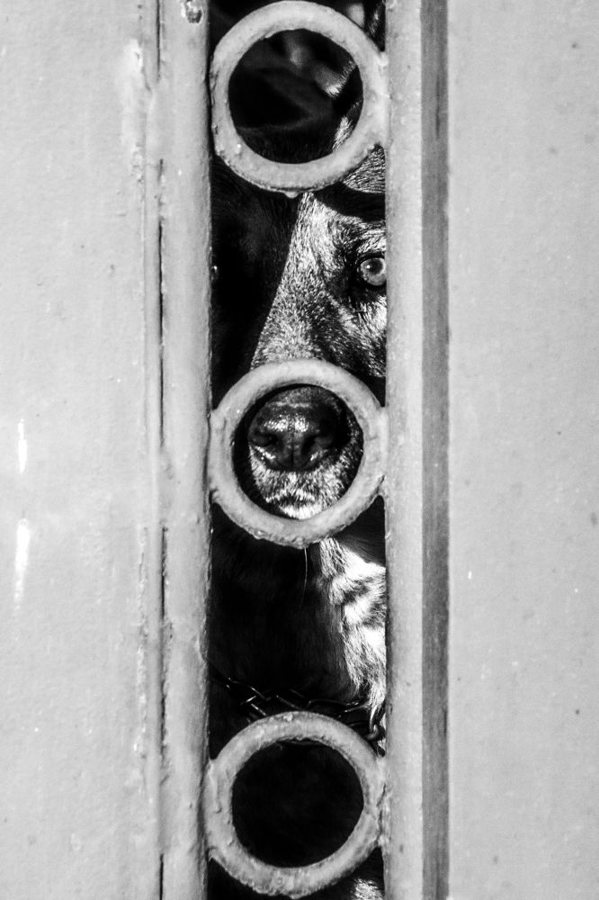 Охрана, не дремлет!!!