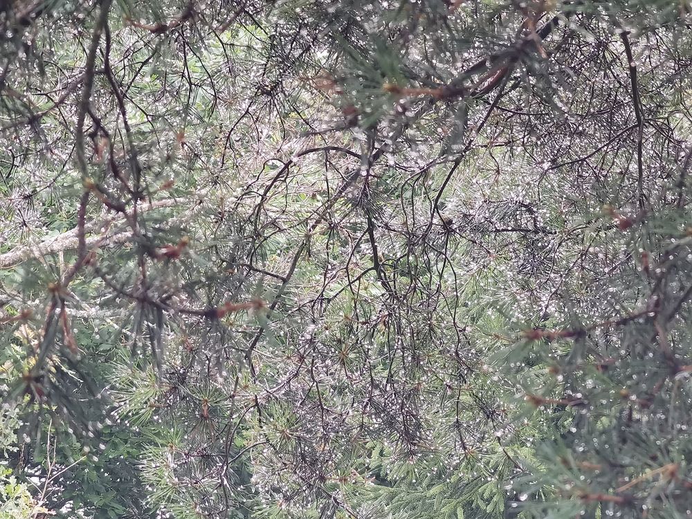 Photograph by Виталий Кореньков