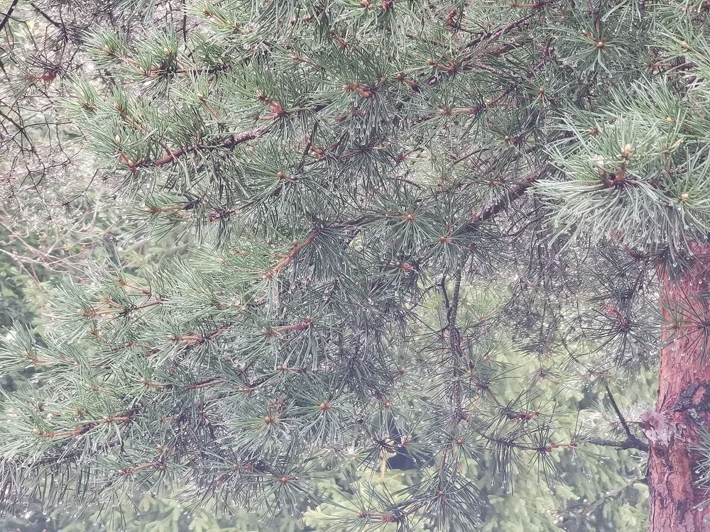 Photograph by Виталий Кореньков