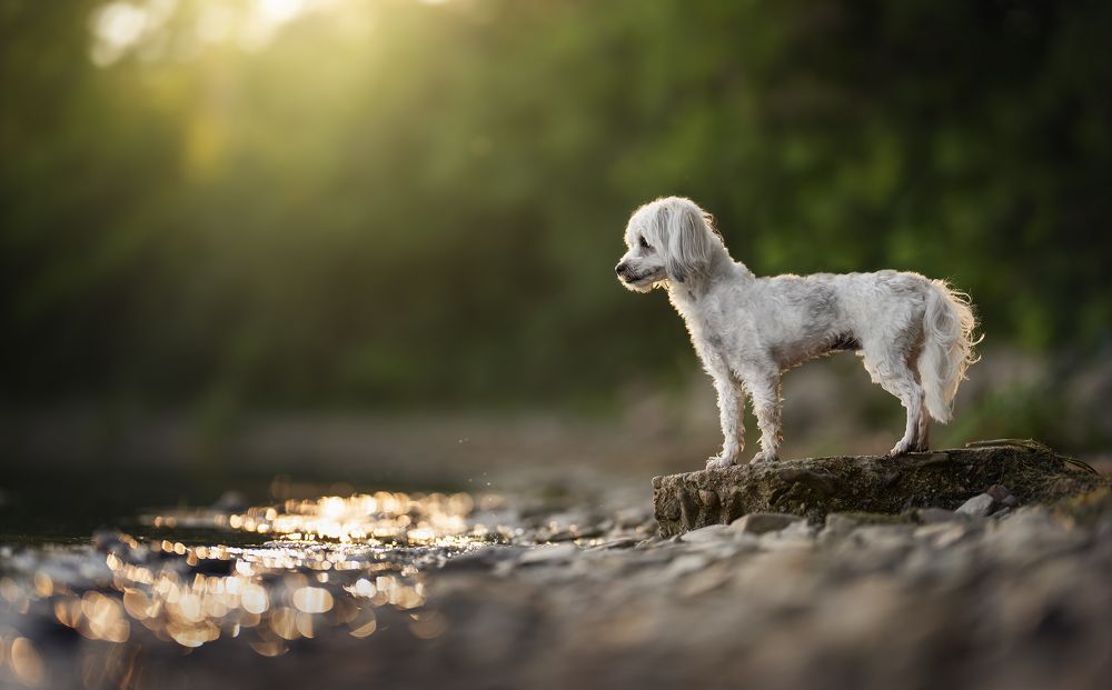 Фотография автора Alanis Miljour Carlos