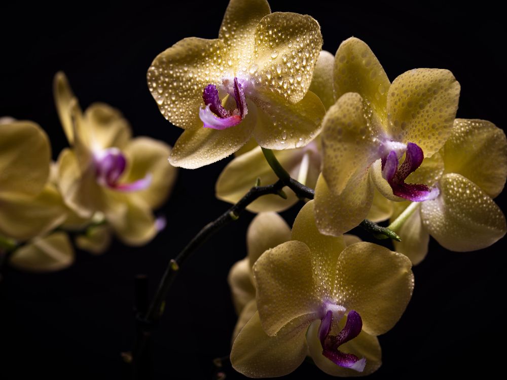 Photograph by Алексей Петров