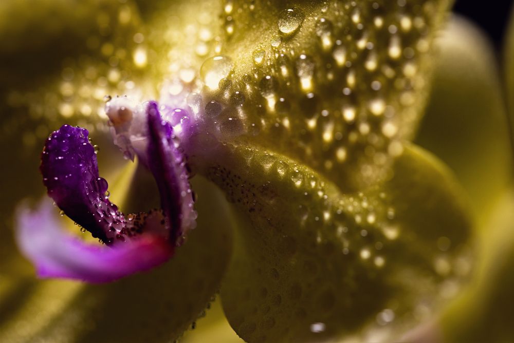 Photograph by Алексей Петров