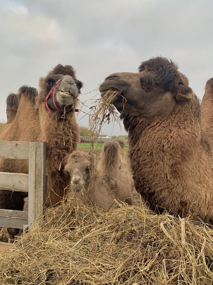 Photograph by Ольга Гаязова