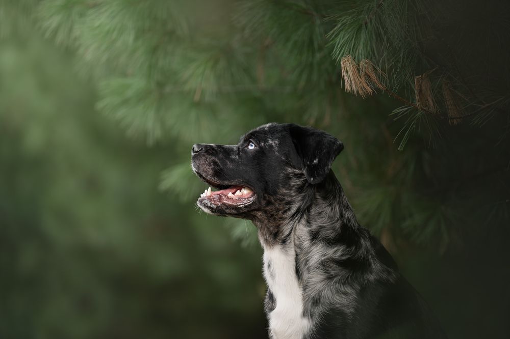 Фотография автора Alanis Miljour Carlos