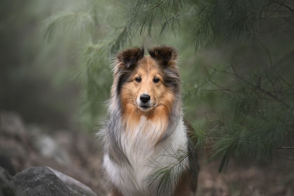 Фотография автора Alanis Miljour Carlos