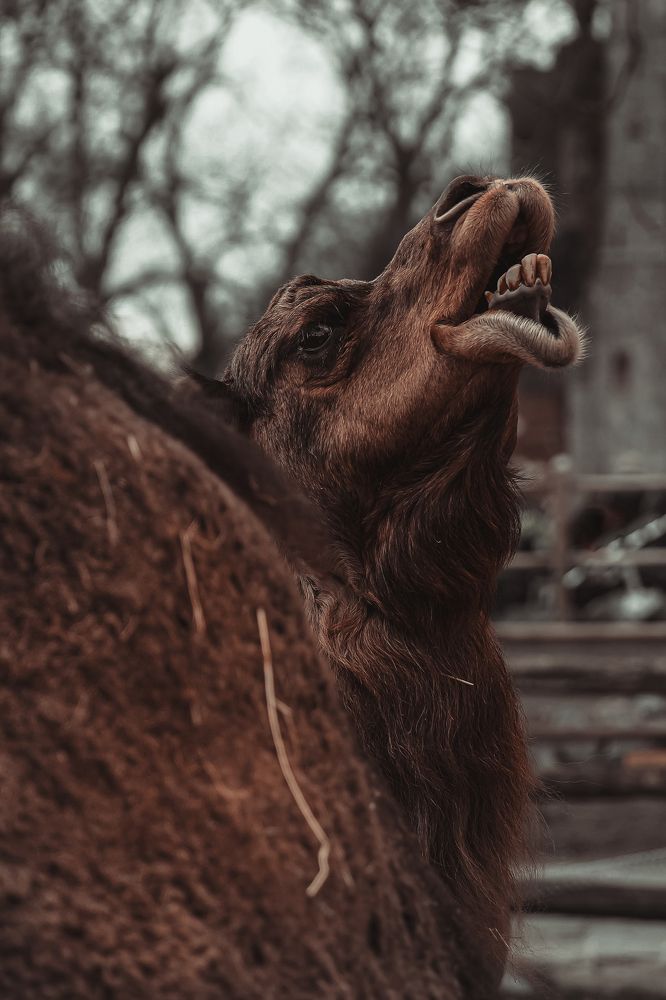 Photograph by Anya Lo