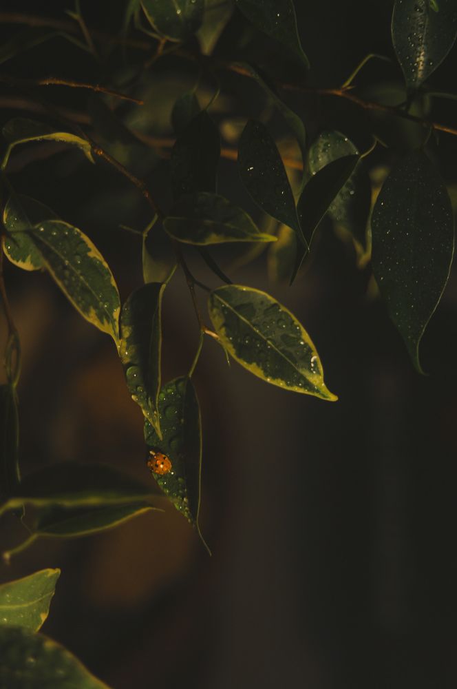 Photograph by Светлана Бачеко