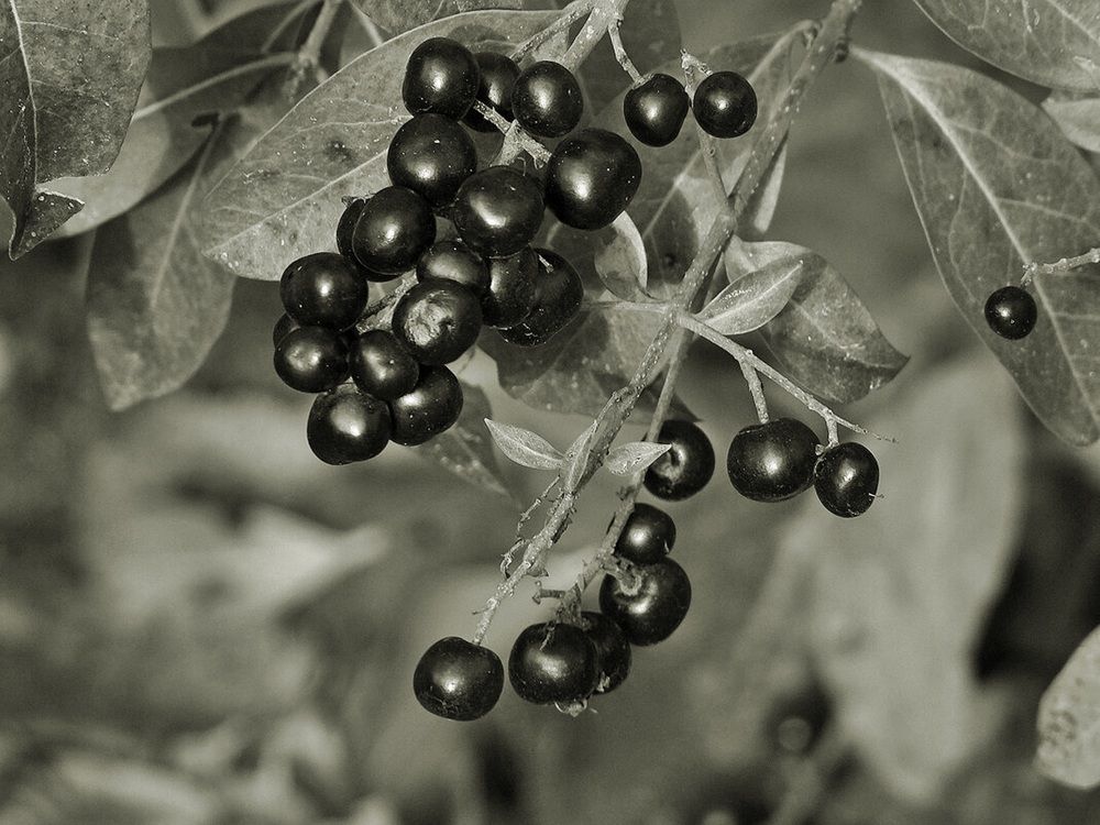 Photograph by Леонид Шнейдерман