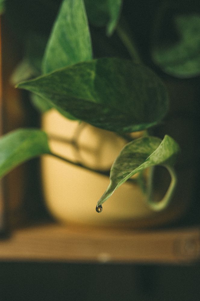 Photograph by Светлана Бачеко