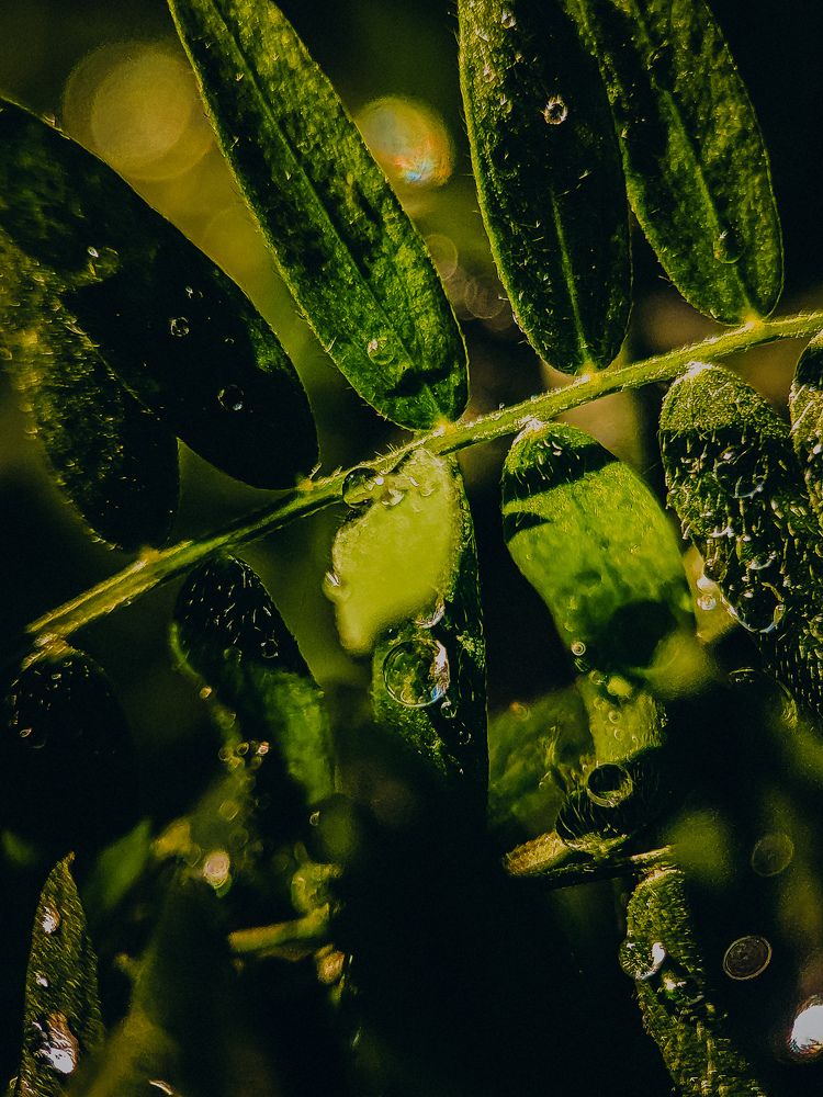 Фотография автора Алиса Исаева