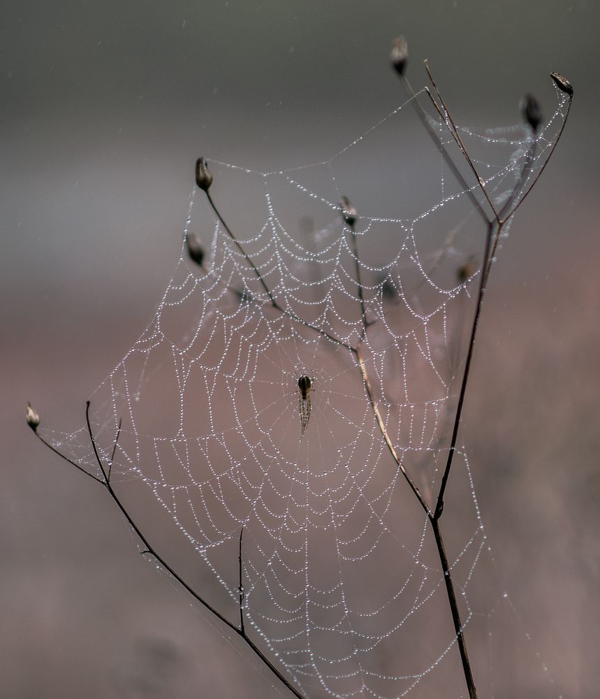 Photograph by Шипунова Ирина