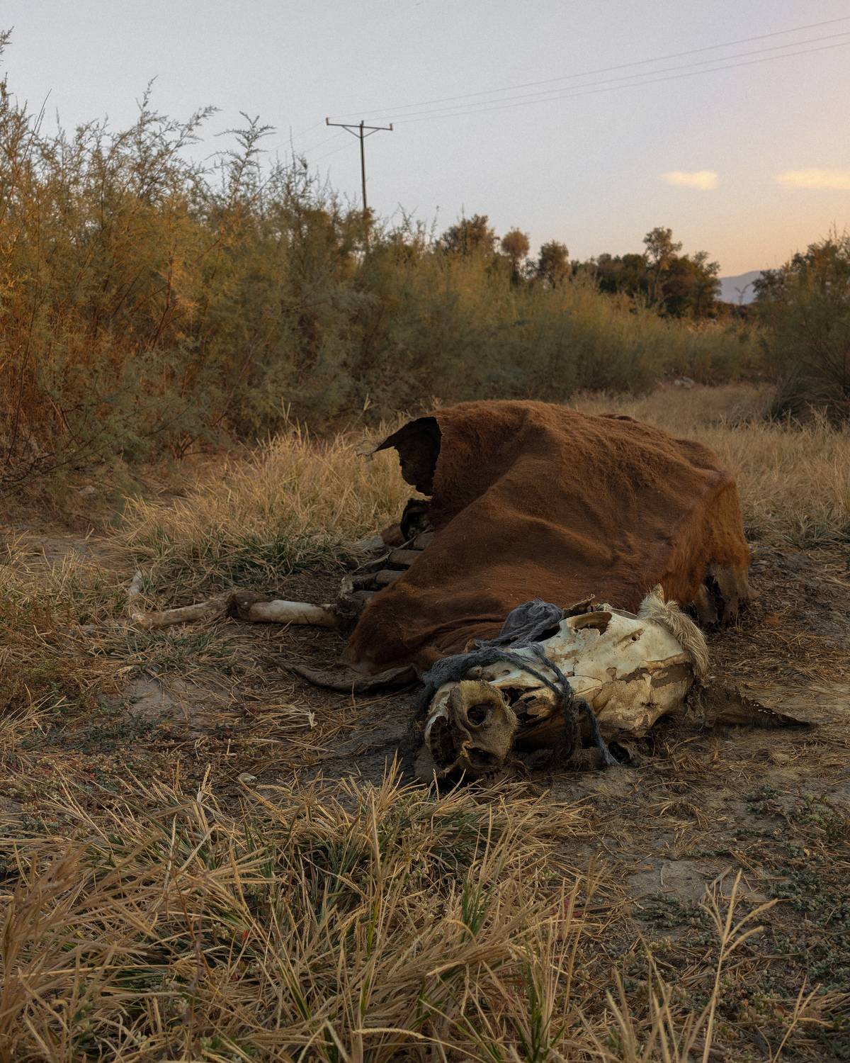 Photo #11467825