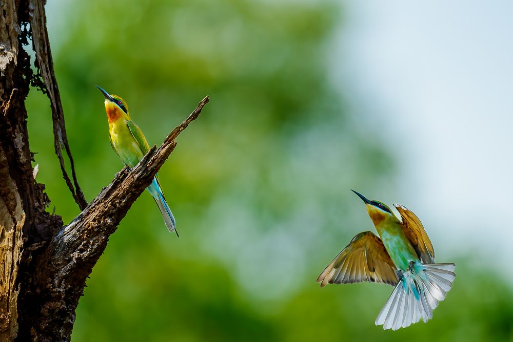 Synchrony in Motion: A Tale of Two Bee-eater