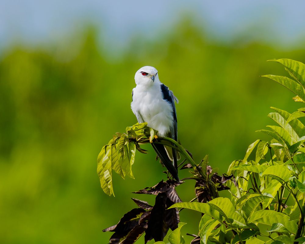 Silent Sentinel of the Skies