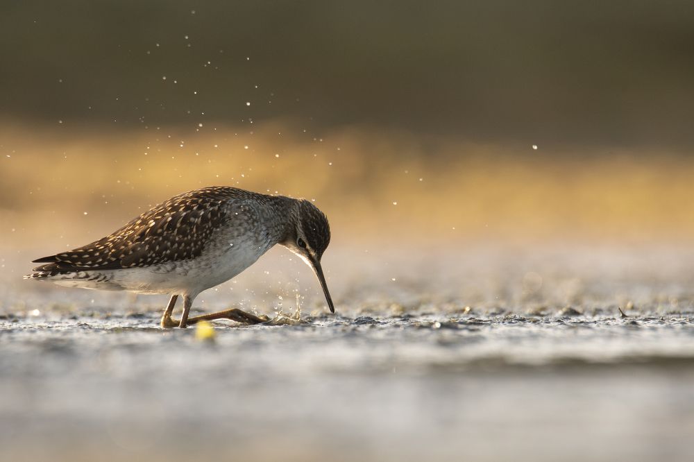 В поисках еды.