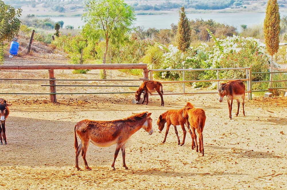 Фотография автора Ксения