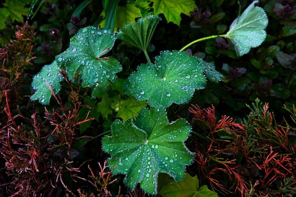 Photograph by jelena konickaja