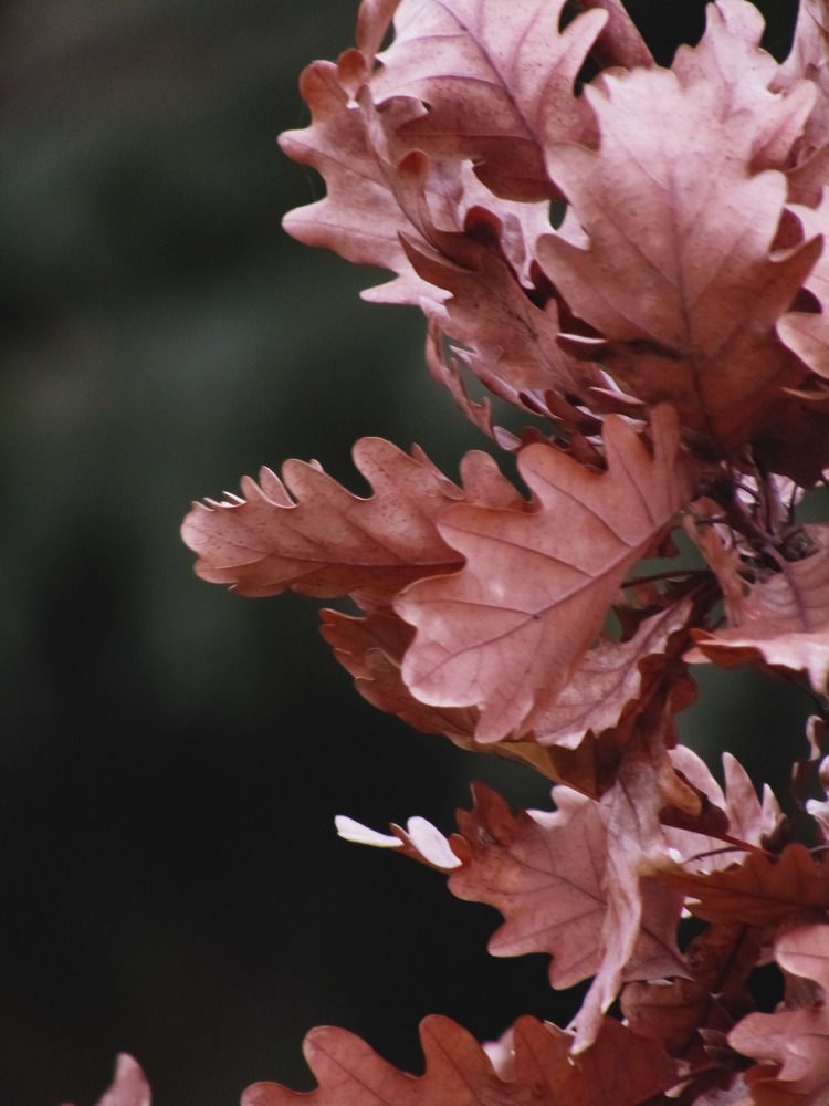 Photograph by Раиса Николаева