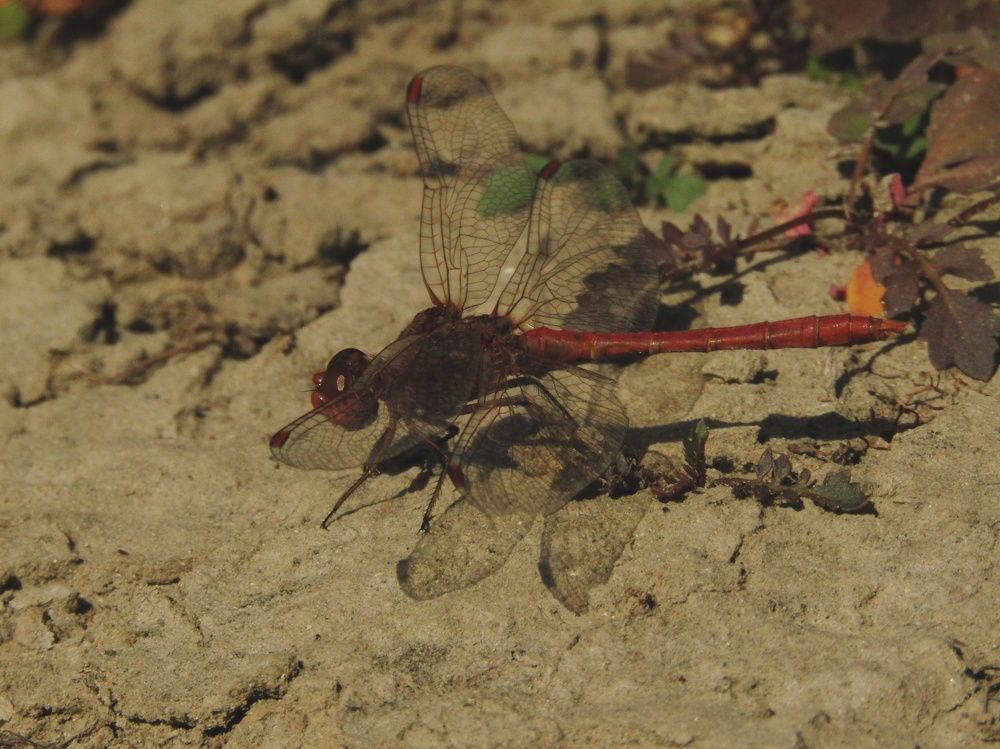 Photograph by Раиса Николаева