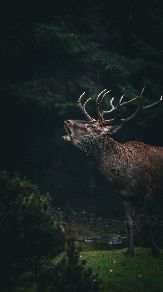 Photograph by Даниил Сырбу