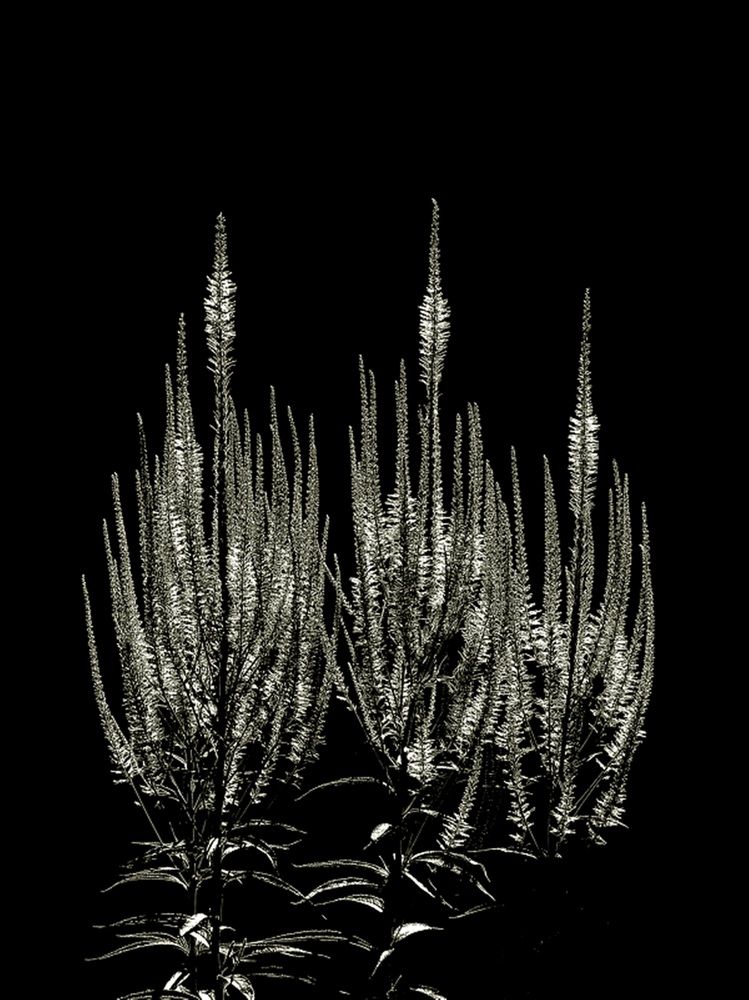 Photograph by Леонид Шнейдерман