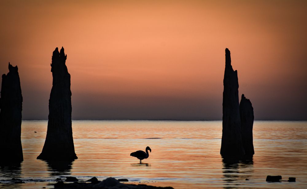 Flamenco de Ansenuza