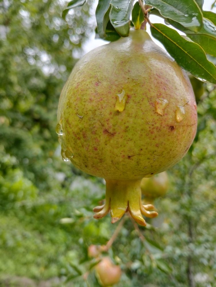 Photograph by Ishaq Karim