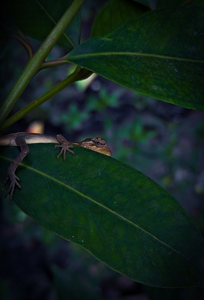 Photograph by SARAVANA MANICKAM