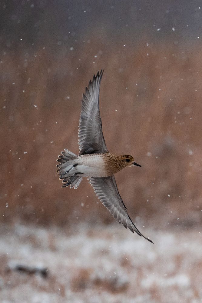 Фотография автора Ляшеев Дмитрий