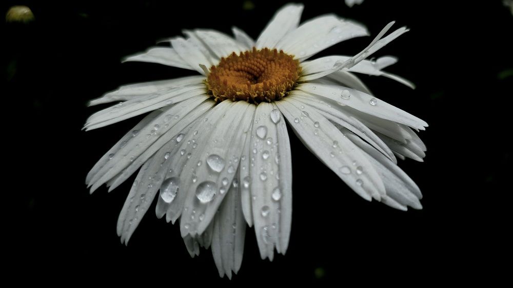 Photograph by Анна Семенова