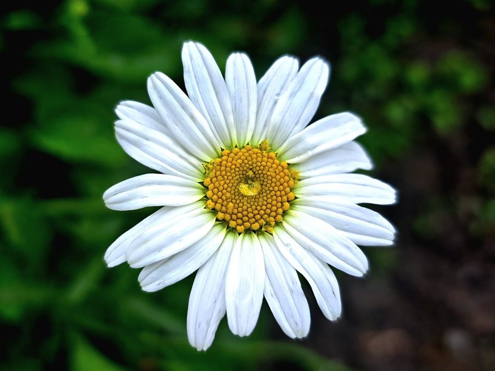 Photograph by Анна Семенова