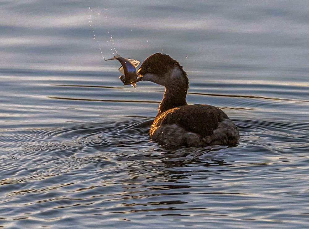 Photograph by Савчук Сергей