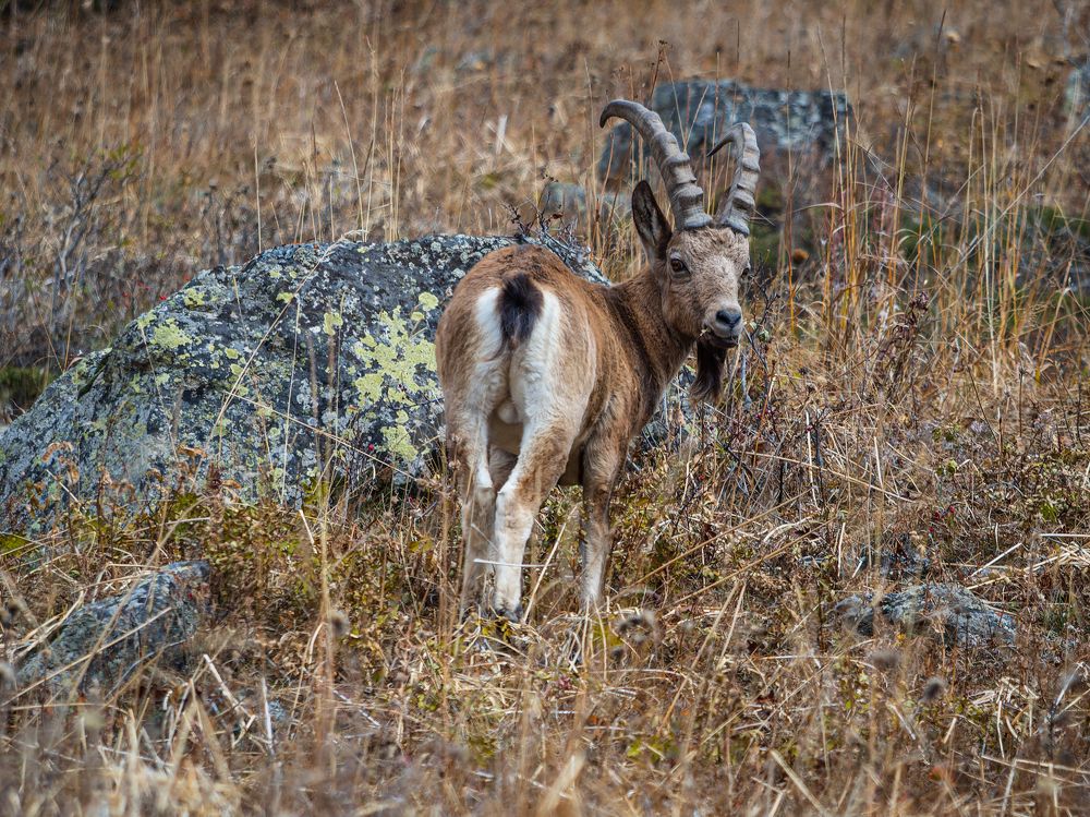 Тянь-шаньский козерог