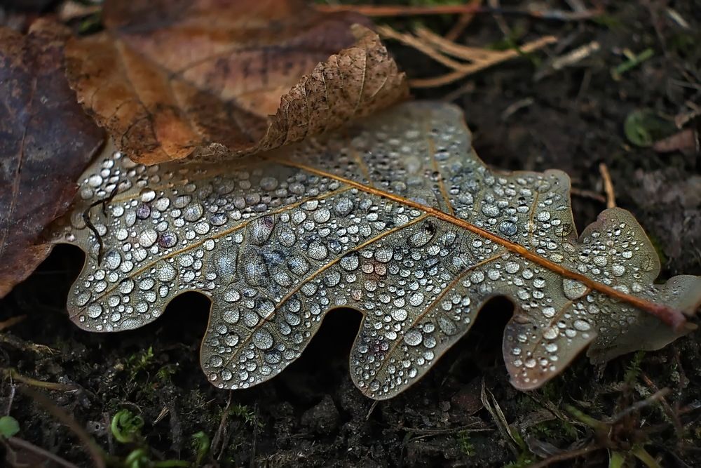 Photograph by Анатолий Святой