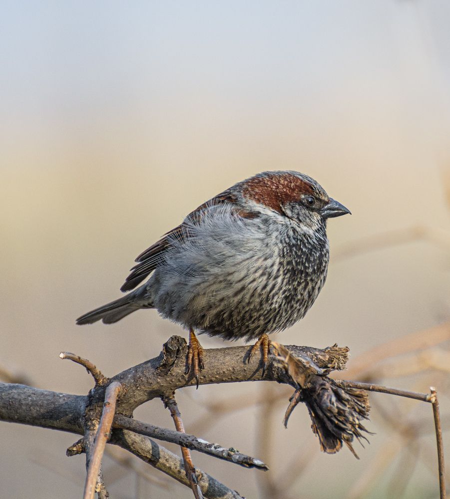 Photograph by Ирина Сеимова