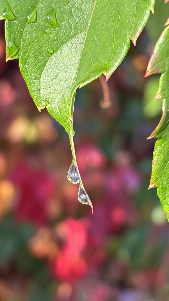 Photograph by Елена Гущина