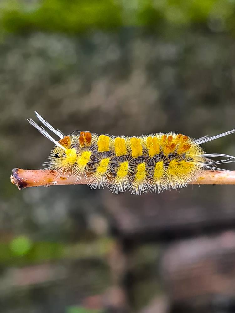 Фотография автора Walfrido Alexandre