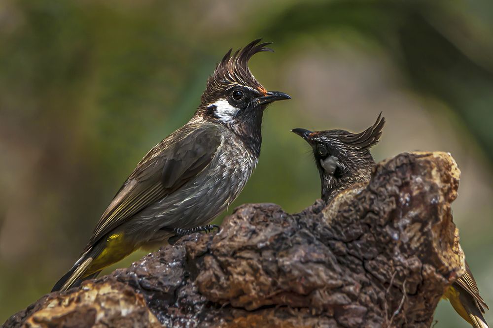 Photograph by Saumi Biswas