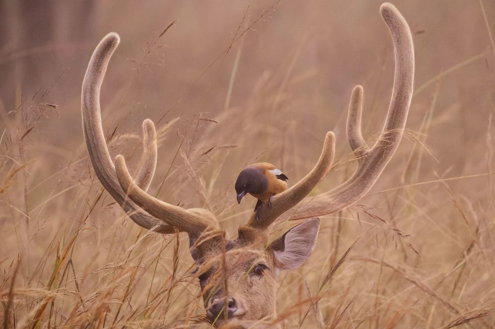 Фотография автора Tushar Bhogle