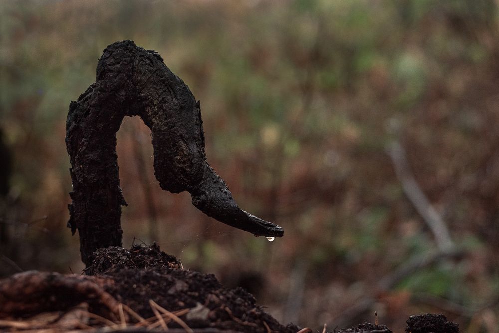 Photograph by Татьяна Зубехина